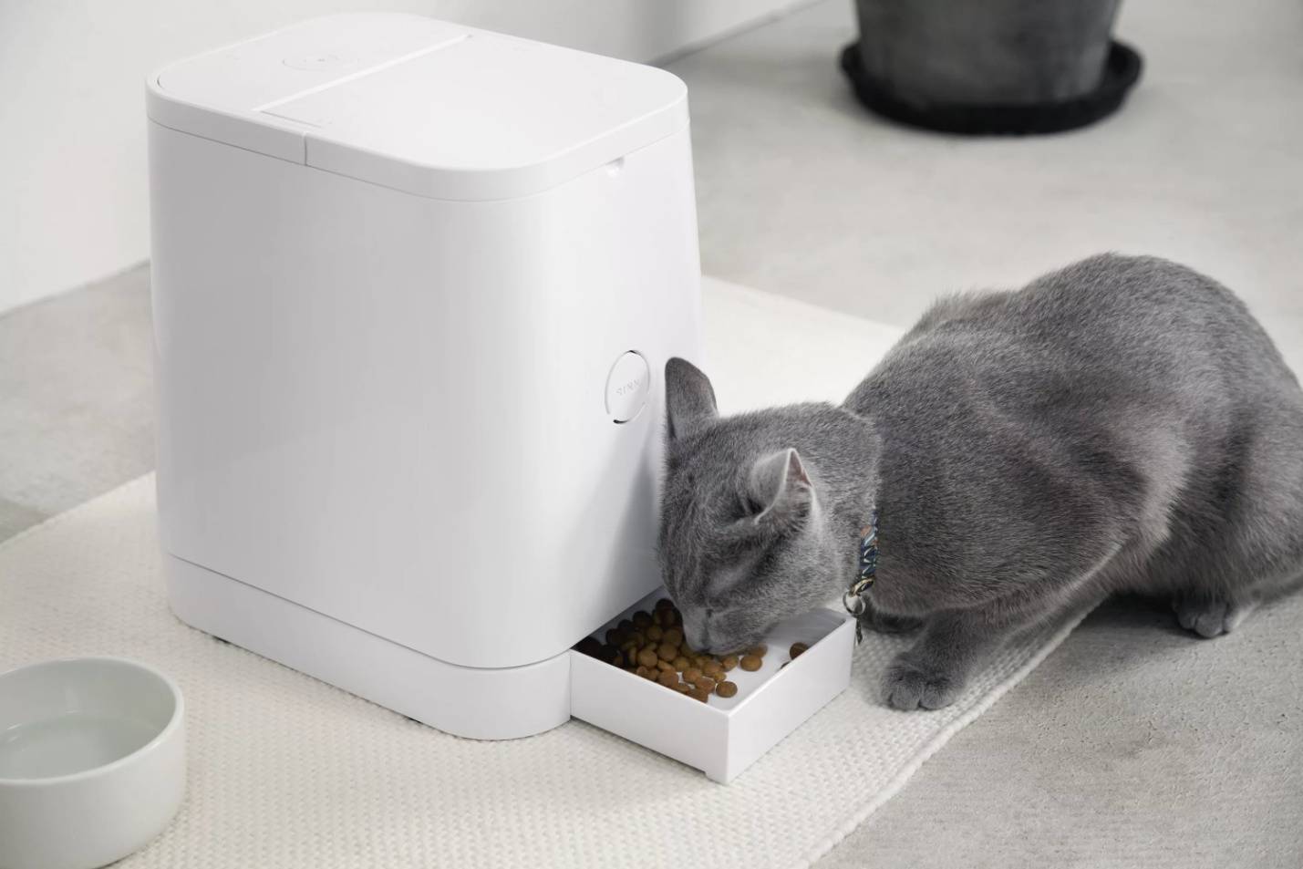 Автоматическая кормушка для кошек: особенности электронных автокормушек для котов, кормушек с таймером, с дозатором и других моделей