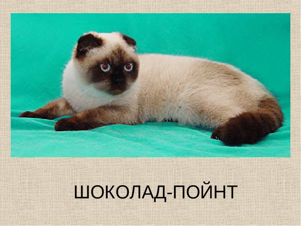 Сиамская кошка: фото, описание породы и характера
