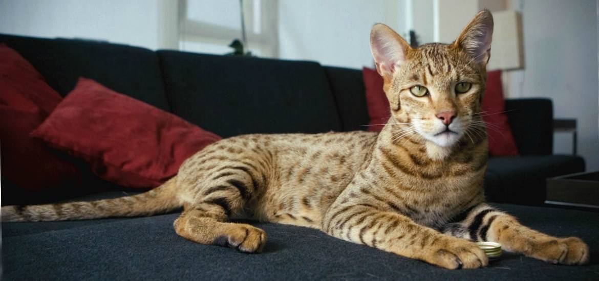 Кошки ашера: описание, характер, как кормить и ухаживать