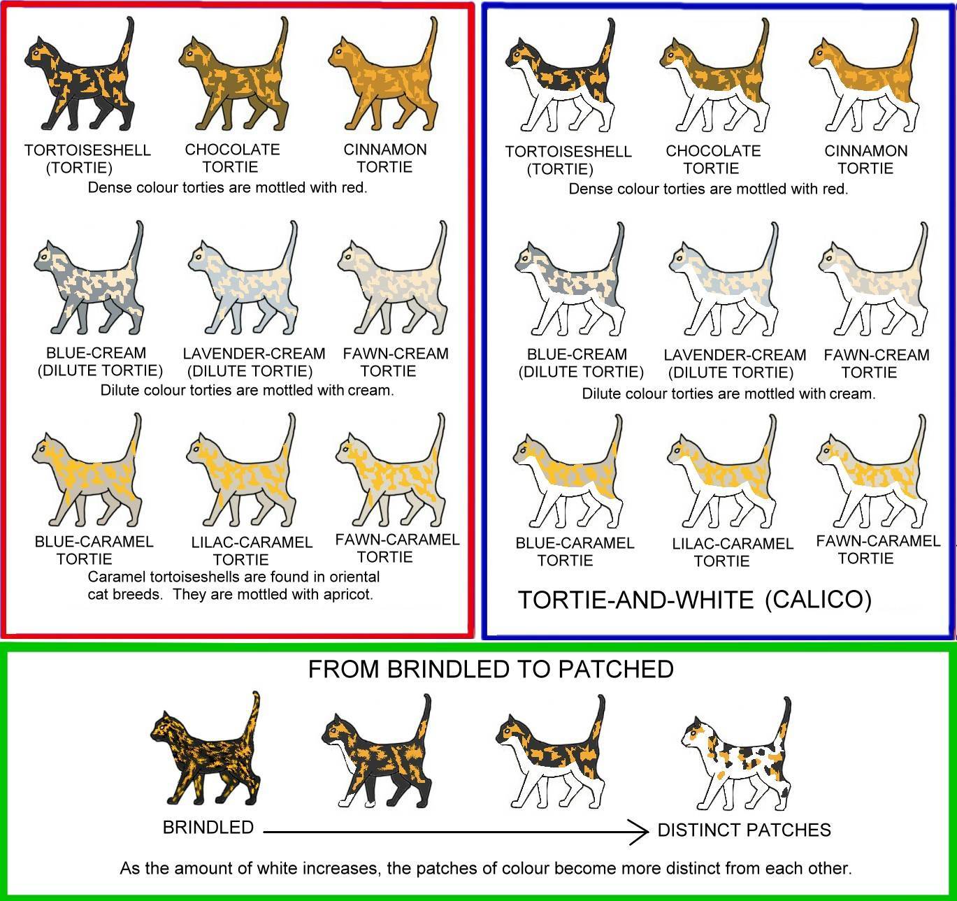 Как определить породу котенка?