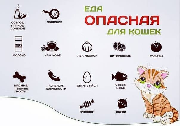Чем кормить стерилизованную кошку: советы по составлению правильного рациона питания кошки