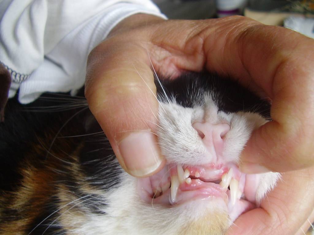Смена зубов у котенка: сроки, симптомы, возможные осложнения, первая помощь