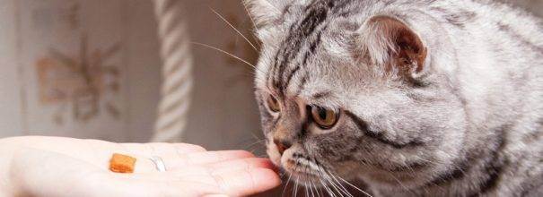 Что нужно делать, если отравилась кошка: симптомы отравления и лечение в домашних условиях