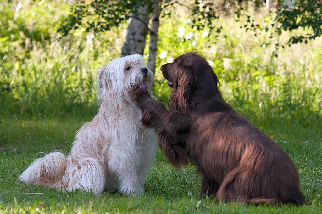 Самая мелкая пастушья собака с французскими корнями – знакомимся с пиренейской овчаркой |