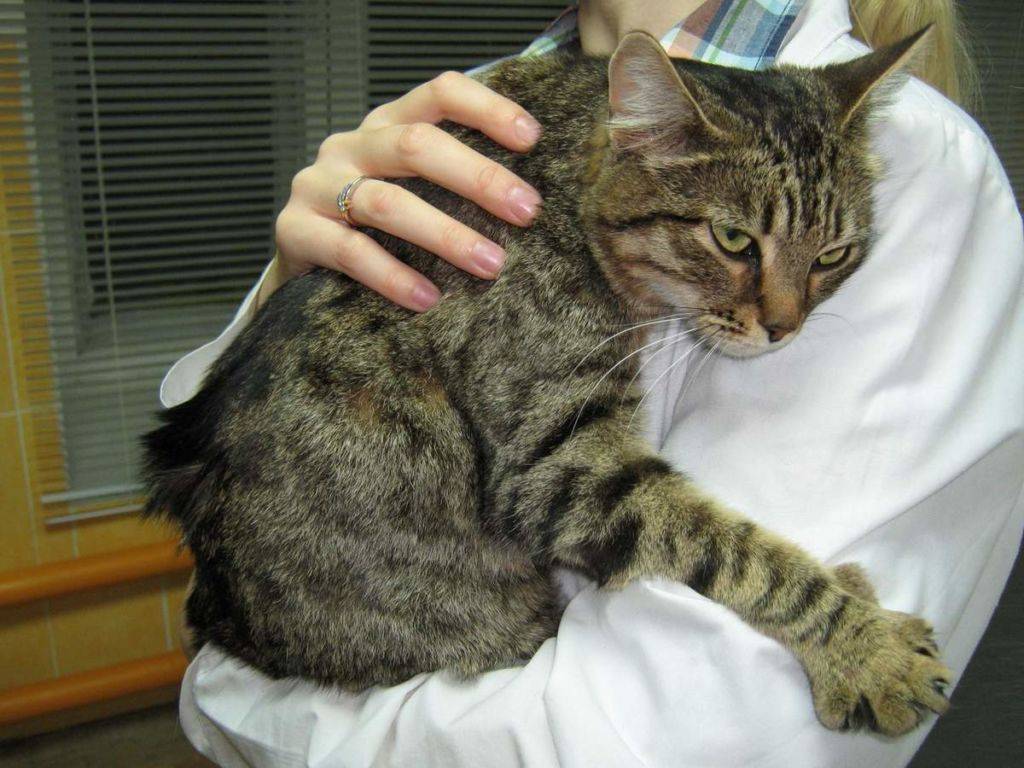 Трихобезоары в желудке: что делать, когда кот блюет шерстью