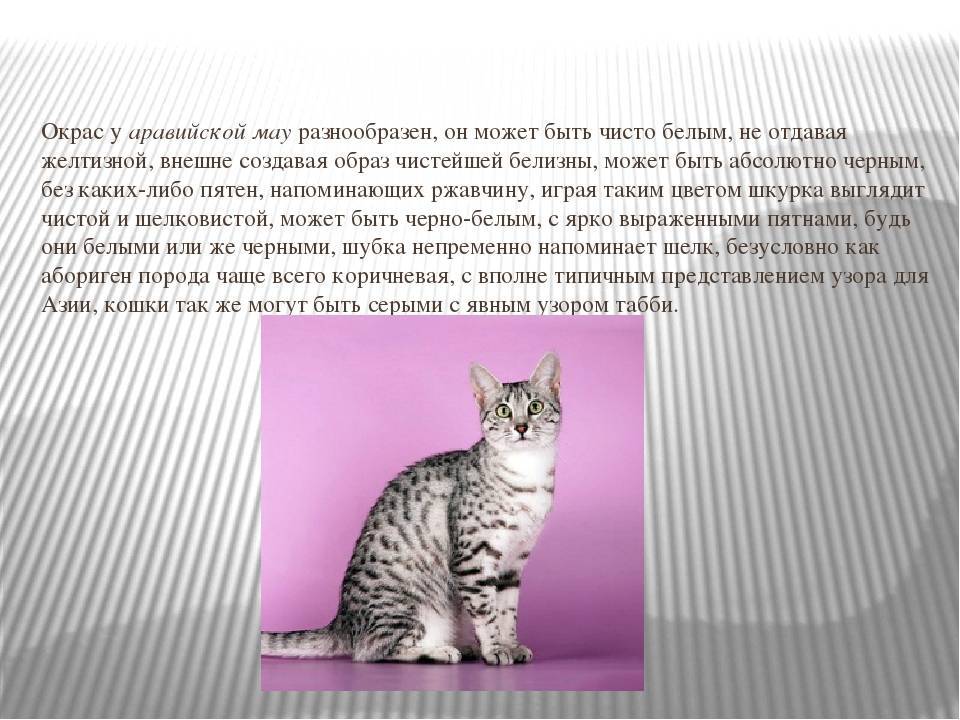 Аравийский мау: история породы, внешние особенности, характер, советы по содержанию и уходу