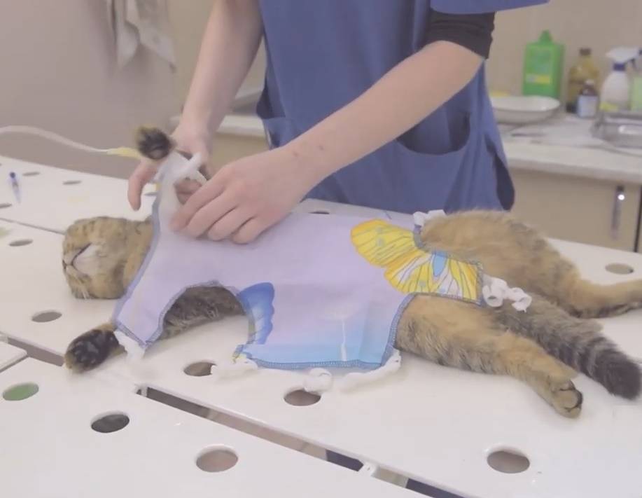 Можно ли стерилизовать кошку во время течки: подробно отвечаем на вопрос | звери дома