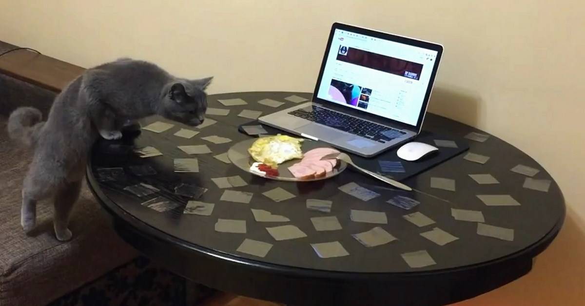 Как отучить кошку лазить по столам, воровать еду и прыгать на подоконник