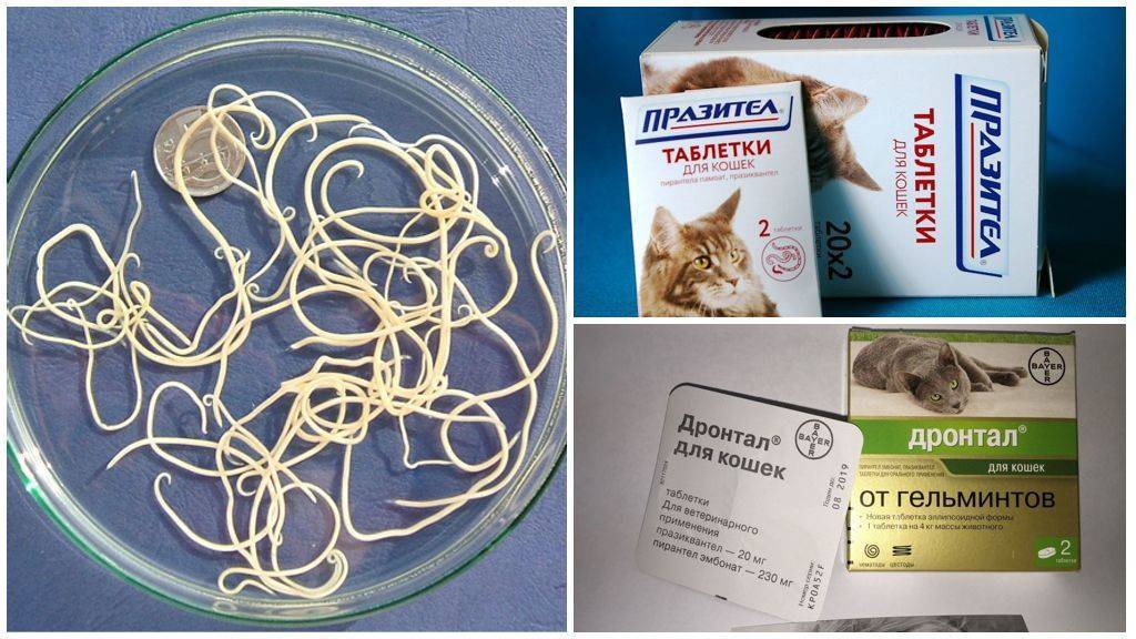 Виды глистов у кошек (фото и описание): название и методы лечения