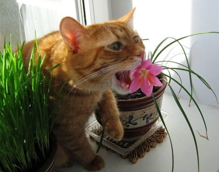 Кошка копает цветы - что делать и как отучить кота от цветов