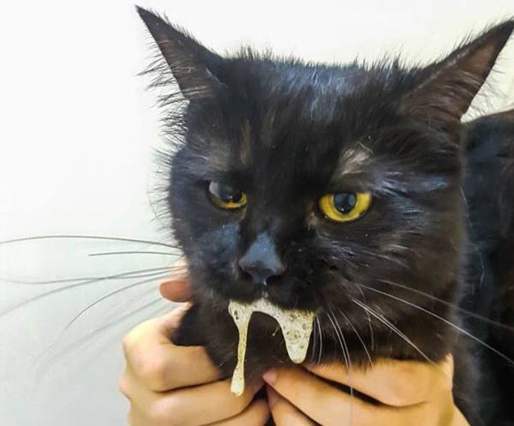 Почему у кота текут слюни изо рта (повышенное слюноотделение)