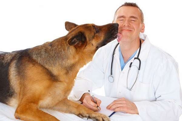 Признаки грамотного специалиста — на что обратить внимание при выборе ветеринара