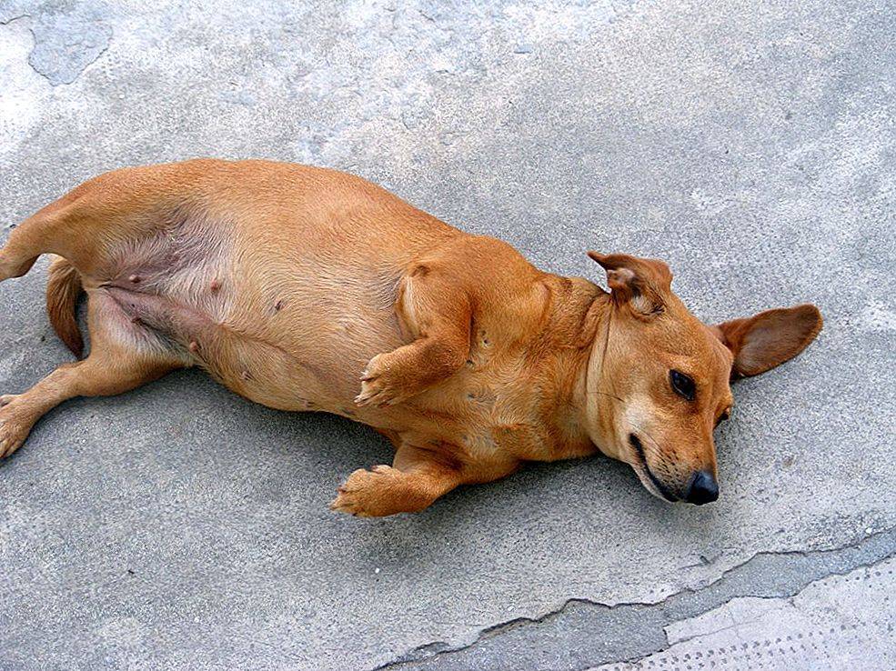 Пиометра у собак: симптомы, лечение и возможные осложнения