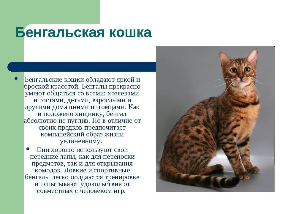 Породы кошек характеристики. Породы кошек с описанием. Описание кошки. Краткое описание кошки. Информация о породистых кошках.