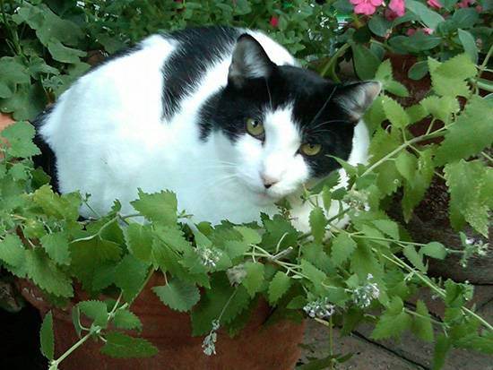 Кошачья мята: что это такое и как растение действует на кошек?