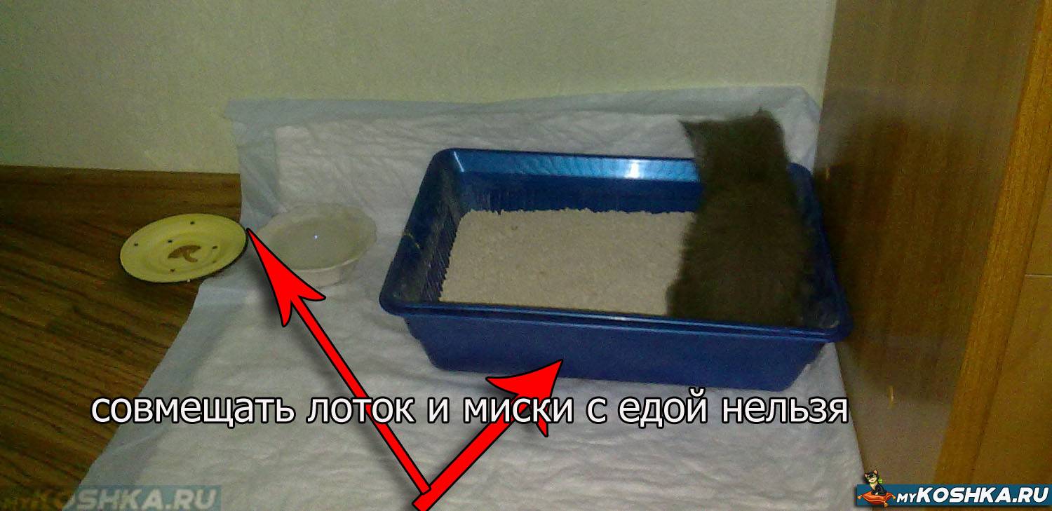 Как отучить кошку мочиться на постель - wikihow
