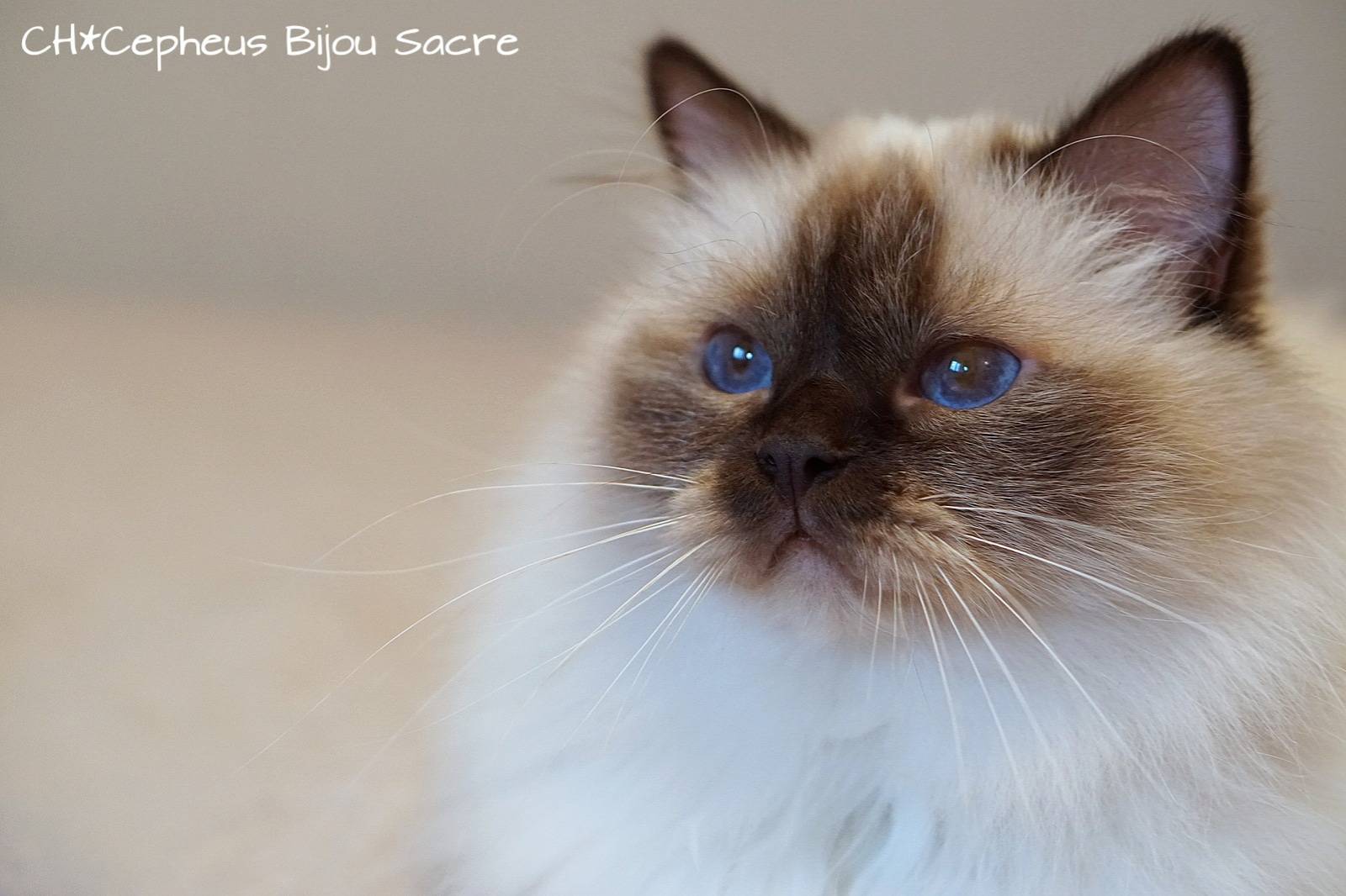 Священная бирманская кошка: описание породы и характера