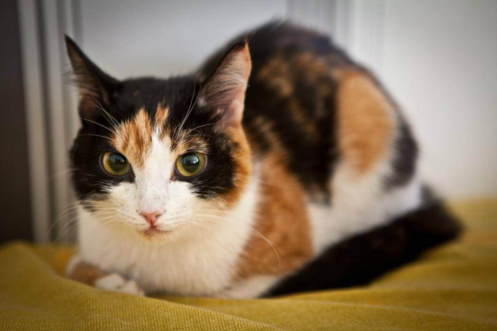 Трёхцветная кошка: что означает такой окрас, какие приметы, если в доме живёт черепаховый котёнок