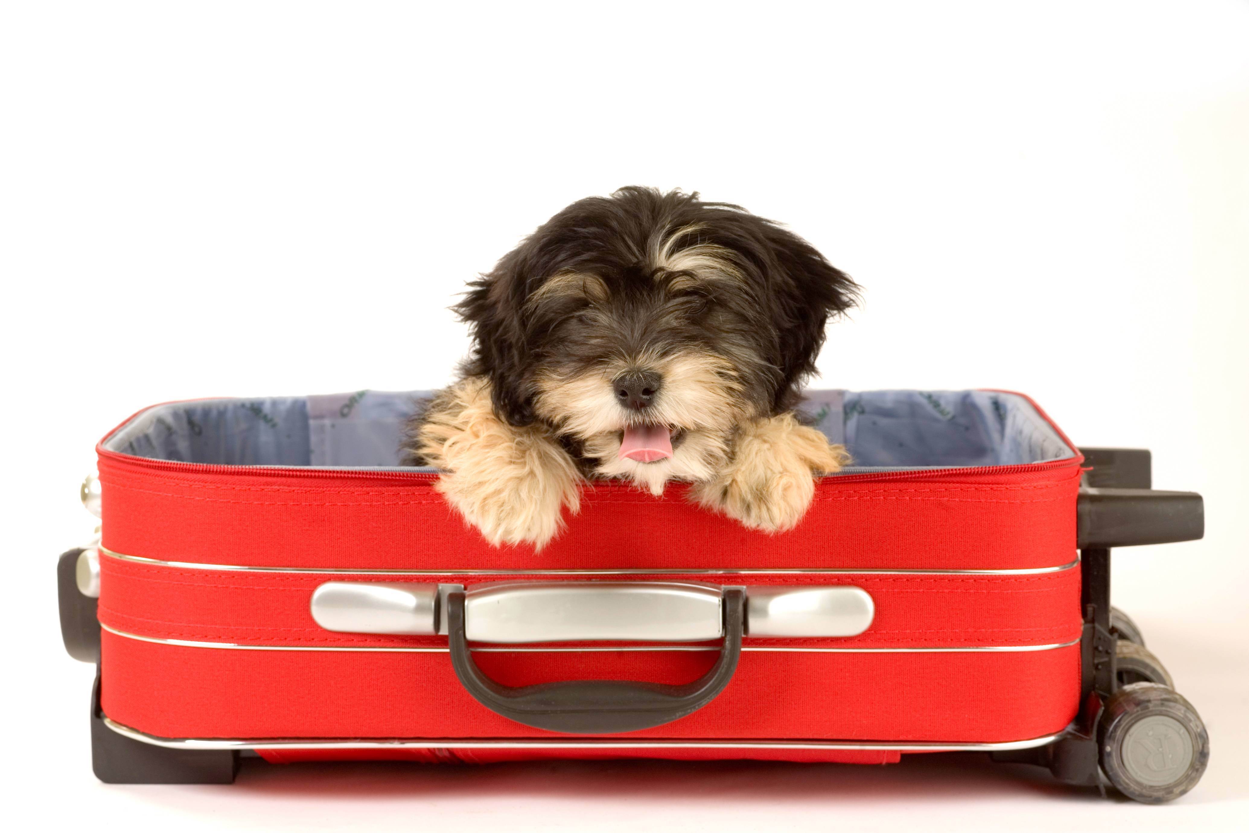 Pet travel. Собака с чемоданом. Путешествие с собакой. Чемодан для перевозки животных. Щенки в чемодане.