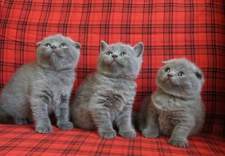 Британские и шотландские кошки: отличия пород