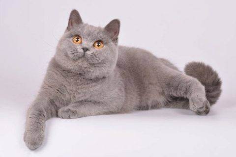 Фото красивых окрасов британских кошек