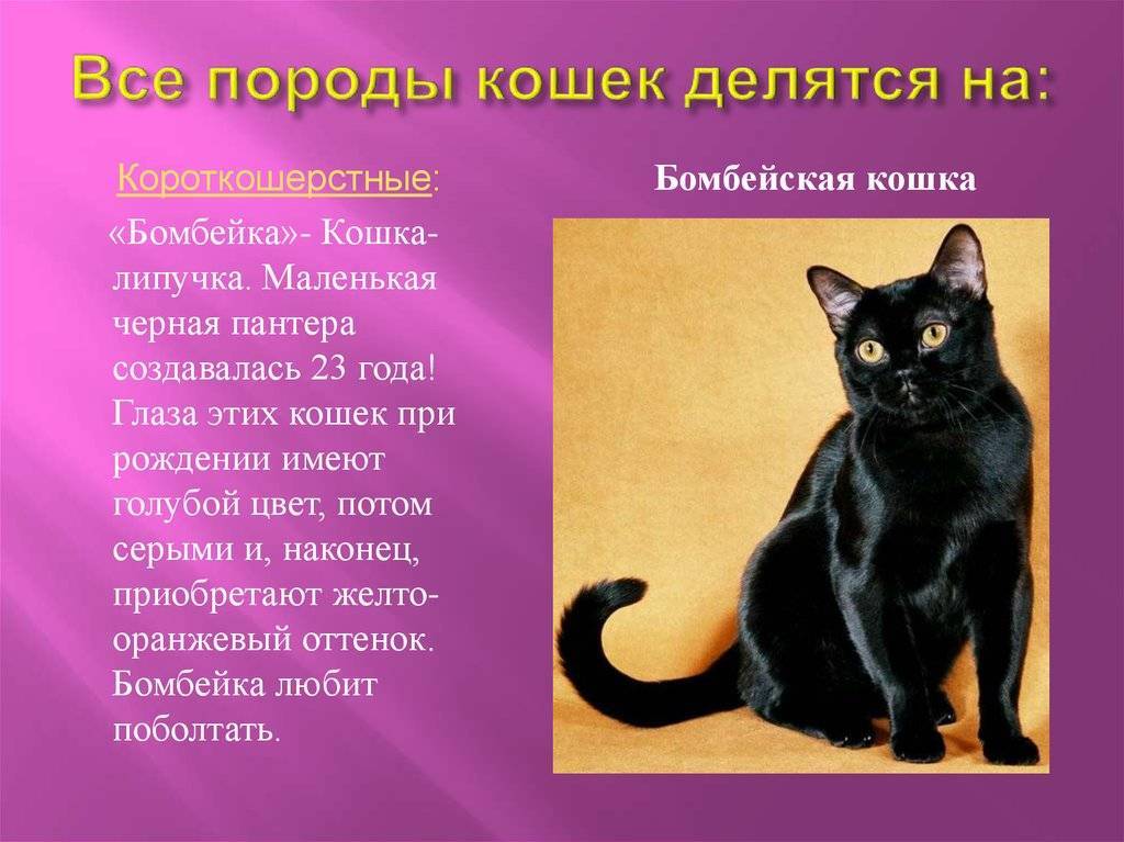 Породы черных кошек с фотографиями: описание популярных пород и их темперамент +фото и видео