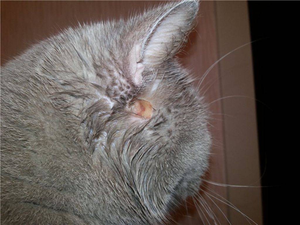 Кошка расчёсывает шею до болячек: что беспокоит питомца и как ему помочь