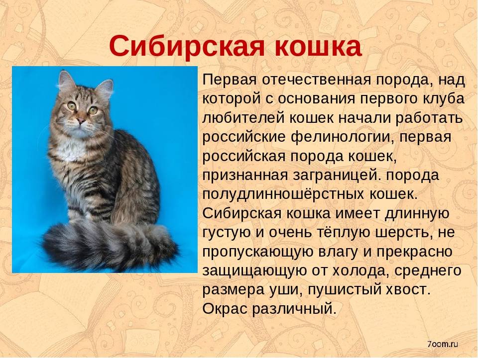 Порода серенгети — домашняя кошка с окрасом дикого хищника - все о породах кошек с описанием, фотографиями и названиями.все о породах кошек с описанием, фотографиями и названиями.