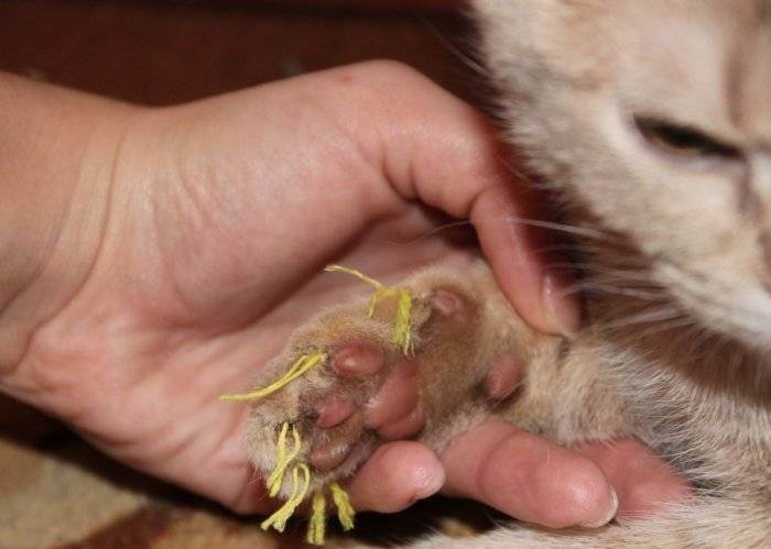 Онихэктомия: операция по удалению когтей у кошек