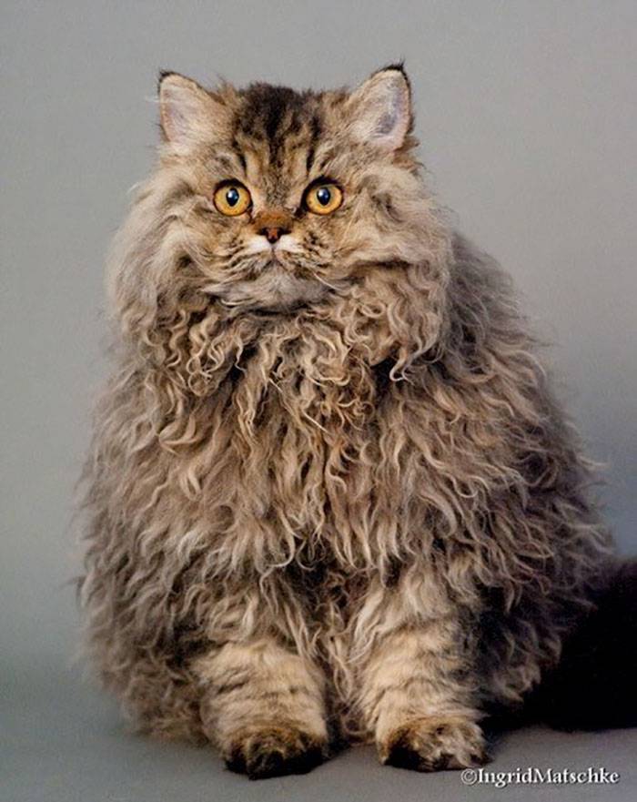 Кудрявые породы кошек: полный список с описаниями и фотографиями