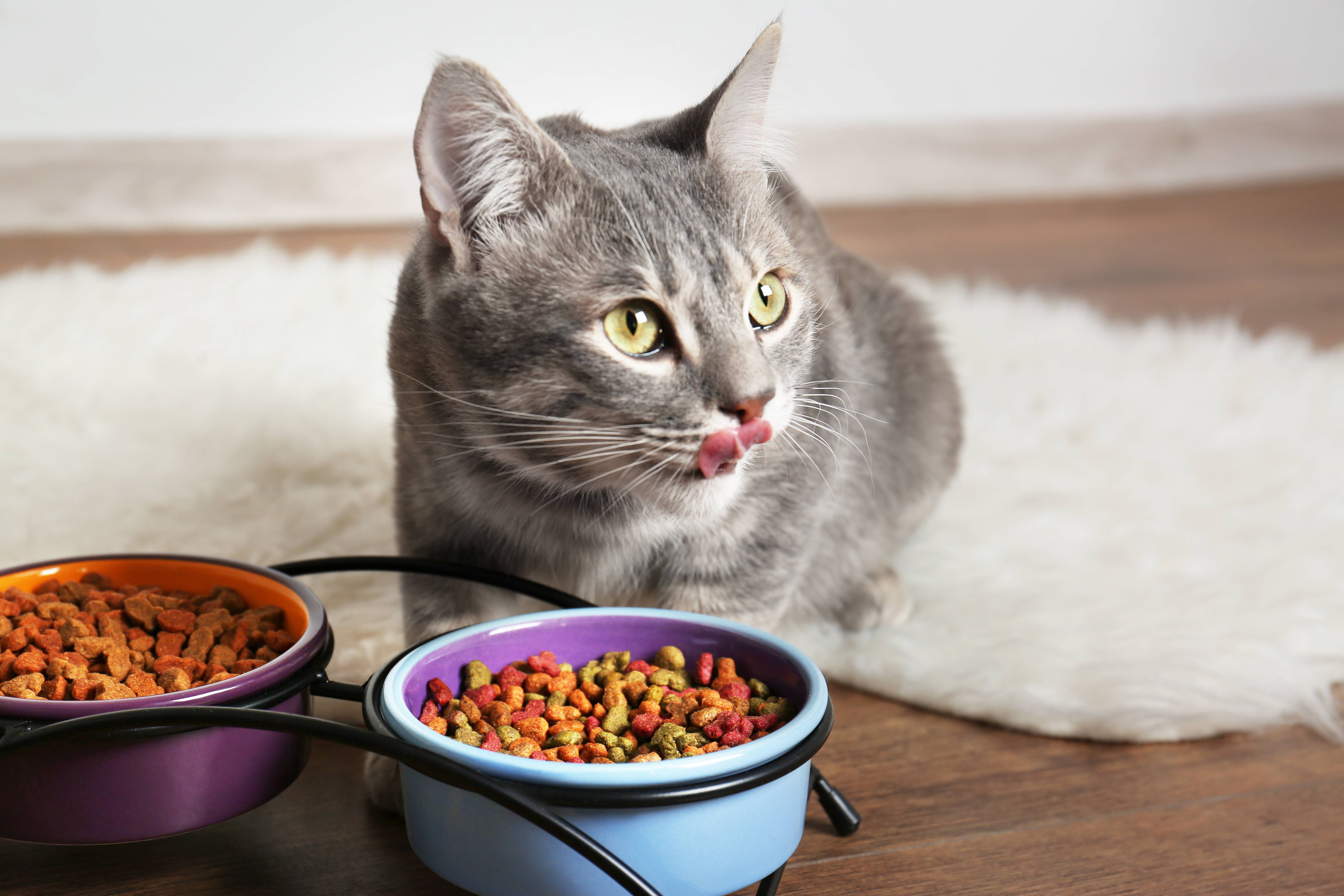 Можно ли кормить кошку только сухим кормом: ответы специалиста