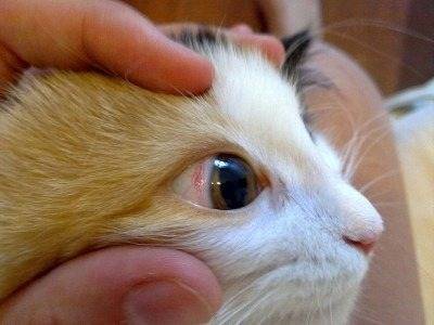 Гной из глаз у кошки – можно ли вылечить самому?