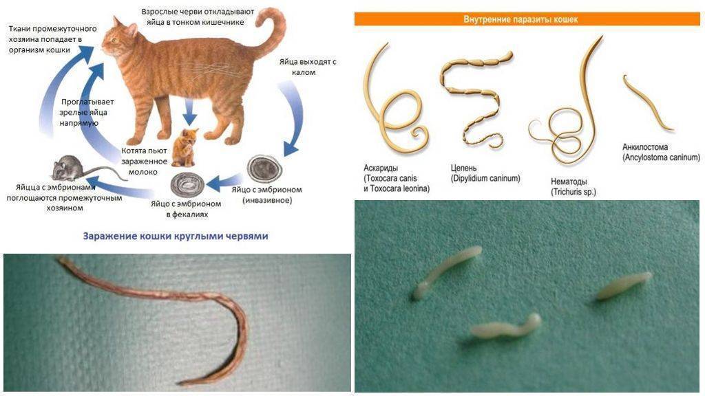 Как выглядят глисты у кошек: виды паразитов
