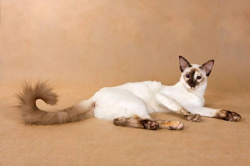 Балинезийская кошка - 125 фото, характеристики, особенности и советы по выбору