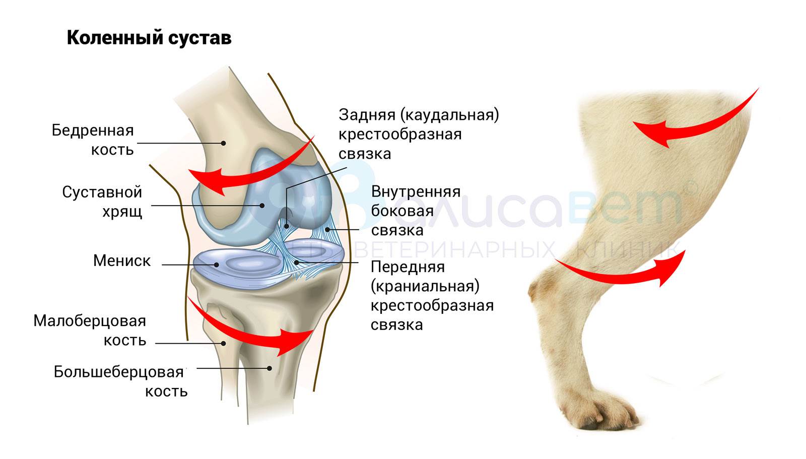 Причины прихрамывания, подгибания задних ног у собак: диагностика, первая помощь