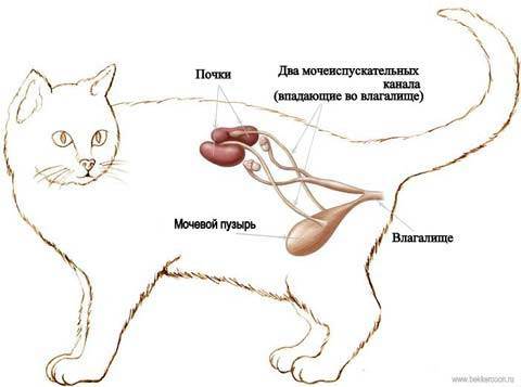 Как бороться с кошачьей мочекаменной болезнью?