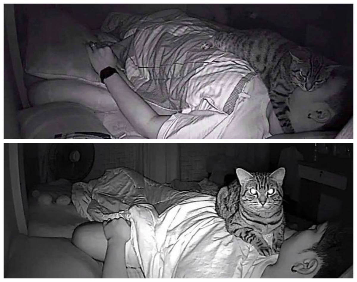 Почему кошка не спит по ночам - домашние кошки