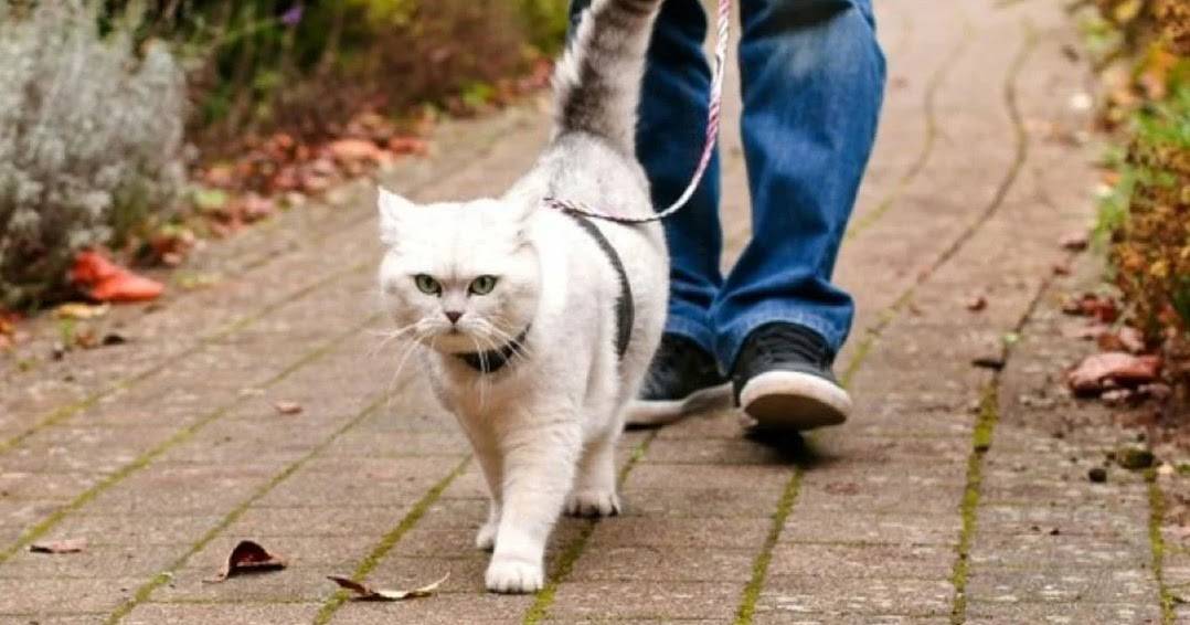 Как выгуливать кошку?