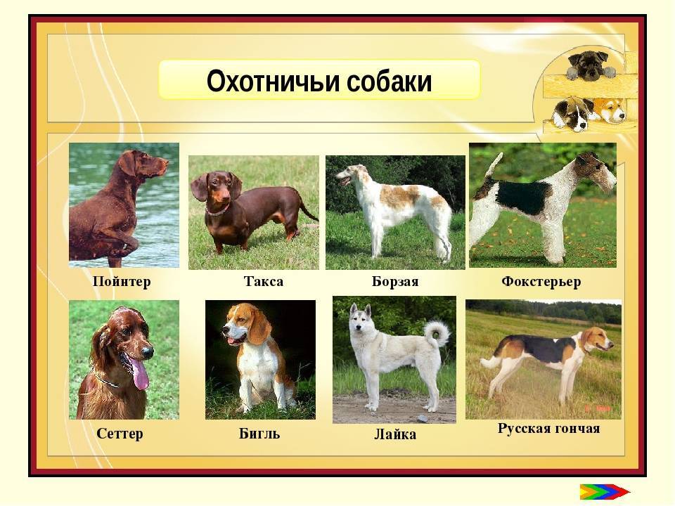 Мелкие породы собак. описание, названия, виды и фото мелких пород собак | живность.ру