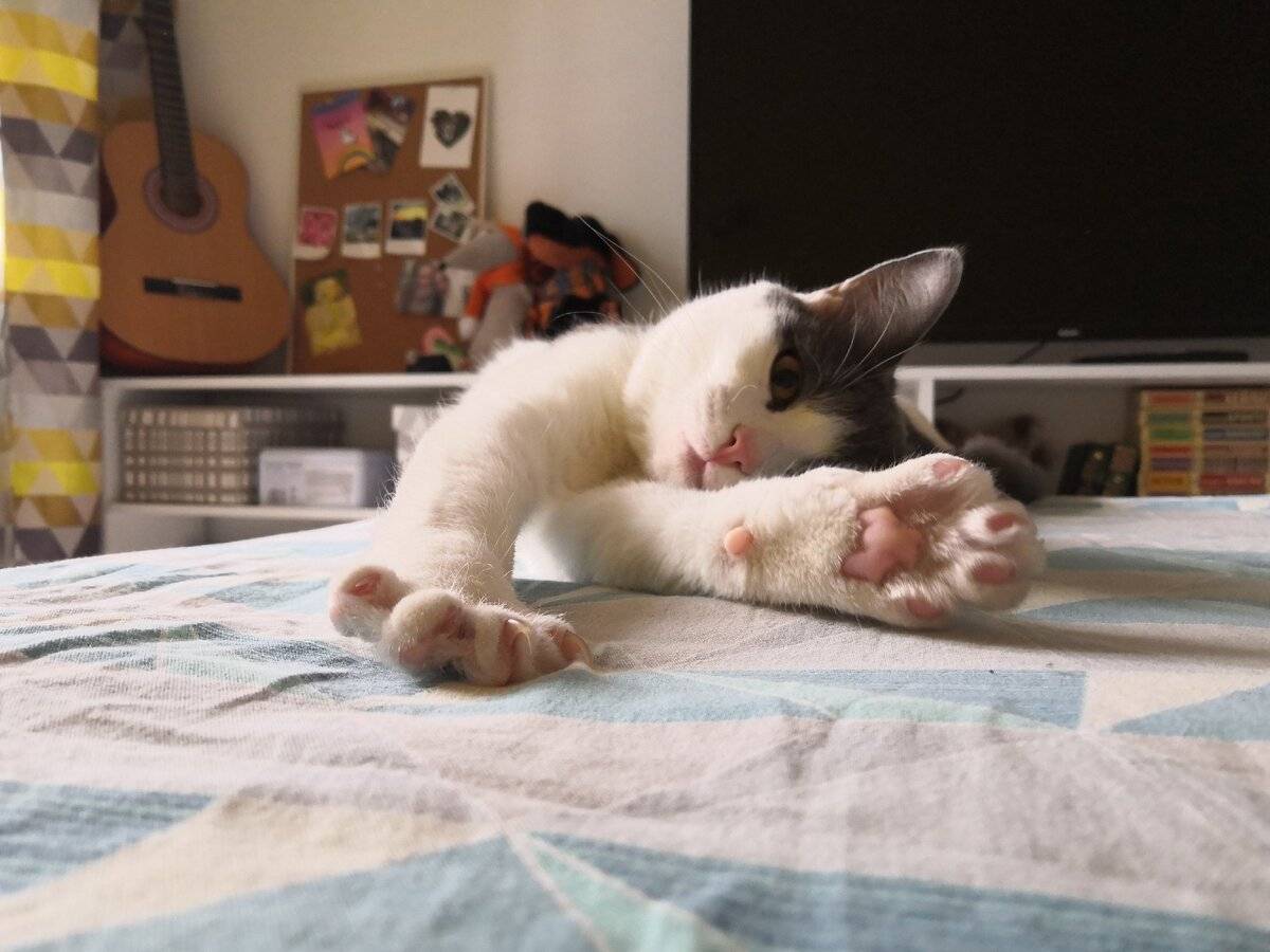 ᐉ почему кот все время спит, котенок проснулся - zoomanji.ru