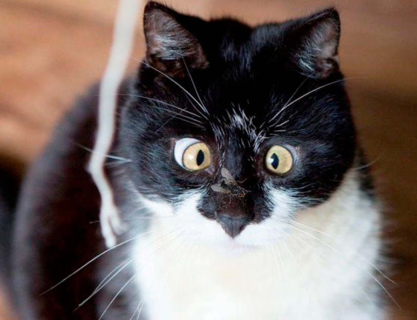 Косоглазие – причины и лечение страбизма у кошек