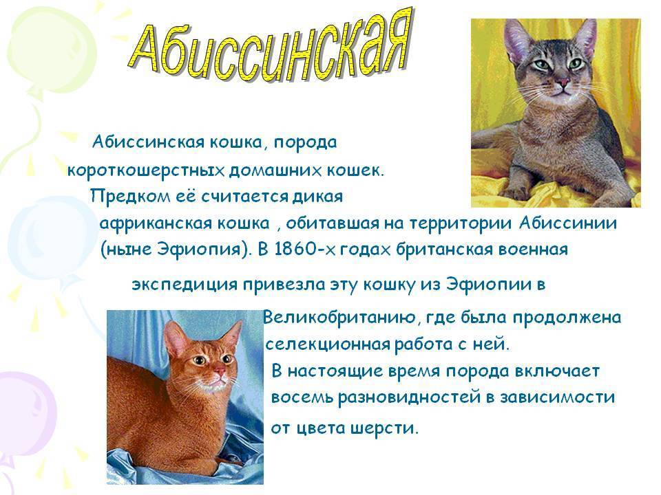 Абиссинские кошки и коты