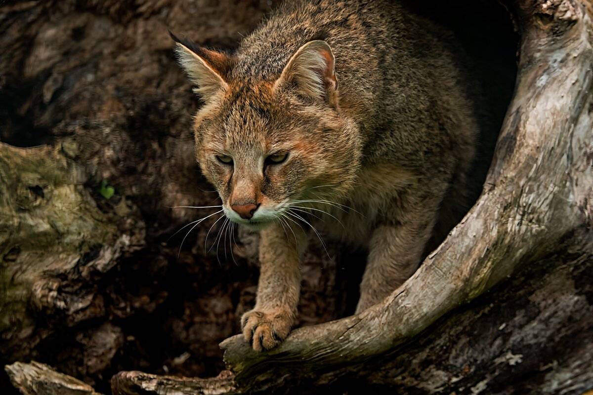 Камышовая кошка