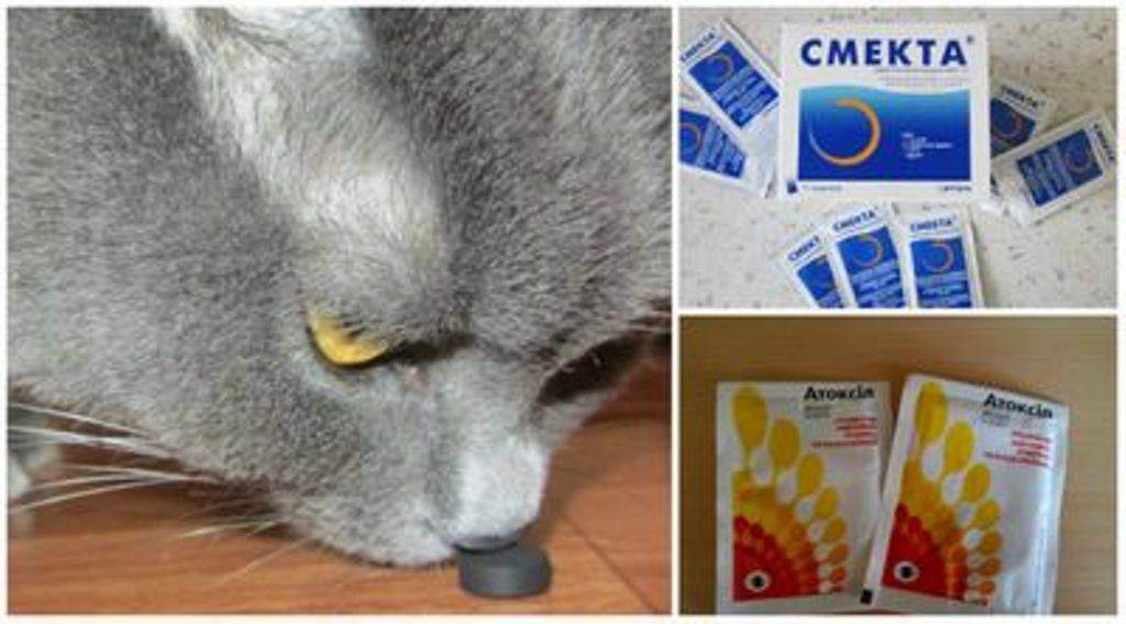 Понос у кошки: способы лечения в домашних условиях