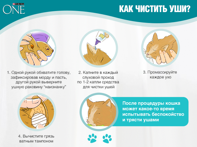 Как чистить уши кошке в домашних условиях своими руками