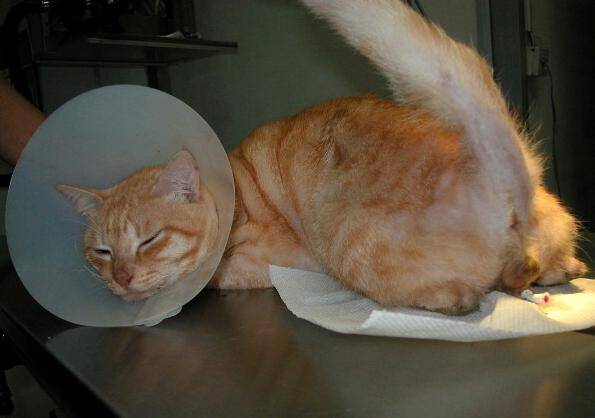 Нефрит у кошек: лечение, симптомы, прогнозы и профилактика