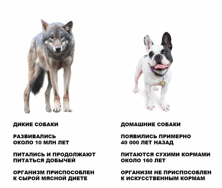 Следы животных в лесу и их особенности | животный мир