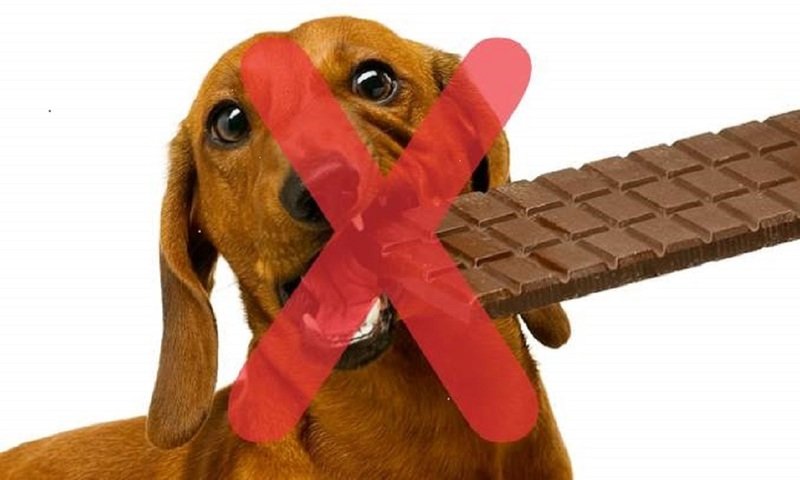 Можно собакам конфеты. Конфеты для собак. Шоколад для собак. Собачка конфетка. Шоколад и животные.