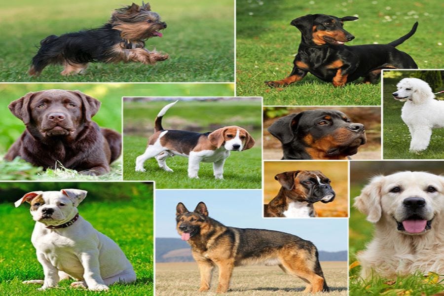Самые модные породы собак в 2019 году: топ популярных питомцев с фотографиями и названиями