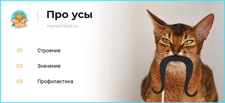 Зачем кошке и коту нужны усы: функции усов | zdavnews.ru